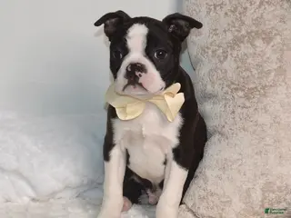 Boston Terrier dogs for sale: Billy - Ad 1