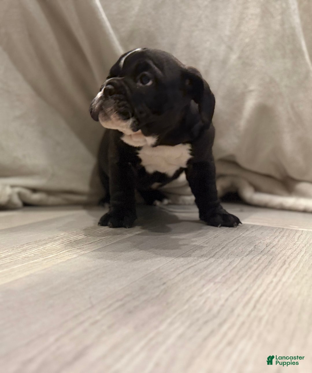 English Bulldog dogs for sale: Charlie - Ad 4