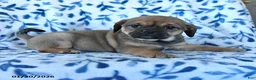 Puggle dogs for sale: Skittles - Ad 4