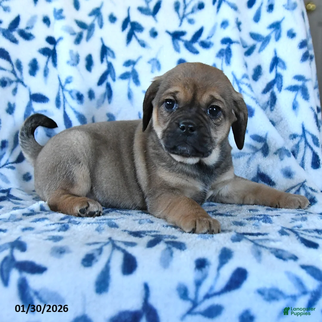 Puggle dogs for sale: Skittles - Ad 4