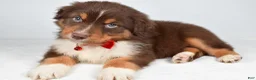 Australian Shepherd dogs for sale: Blake - Ad 7