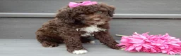 Cockapoo dogs for sale: Amie - Ad 4