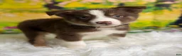 Australian Shepherd dogs for sale: Australian Shepherd Peter - Ad 6