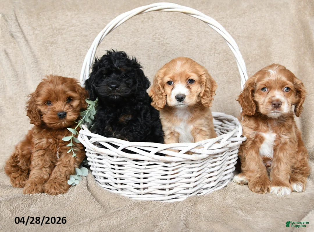 Cockapoo dogs for sale: Fido - Ad 3