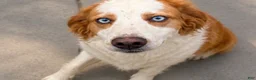 Goberian dogs for sale: Sydney - Ad 6