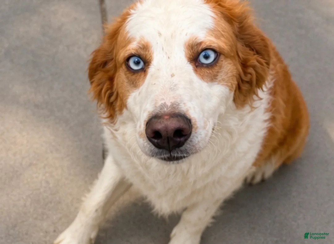 Goberian dogs for sale: Sydney - Ad 6