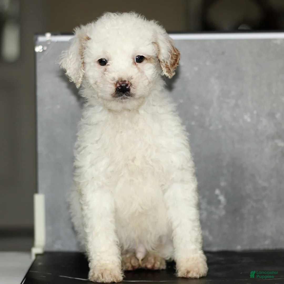 Miniature Poodle dogs for sale: Kenny - Ad 1