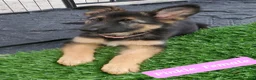 German Shepherd dogs for sale: Pinky - Ad 2