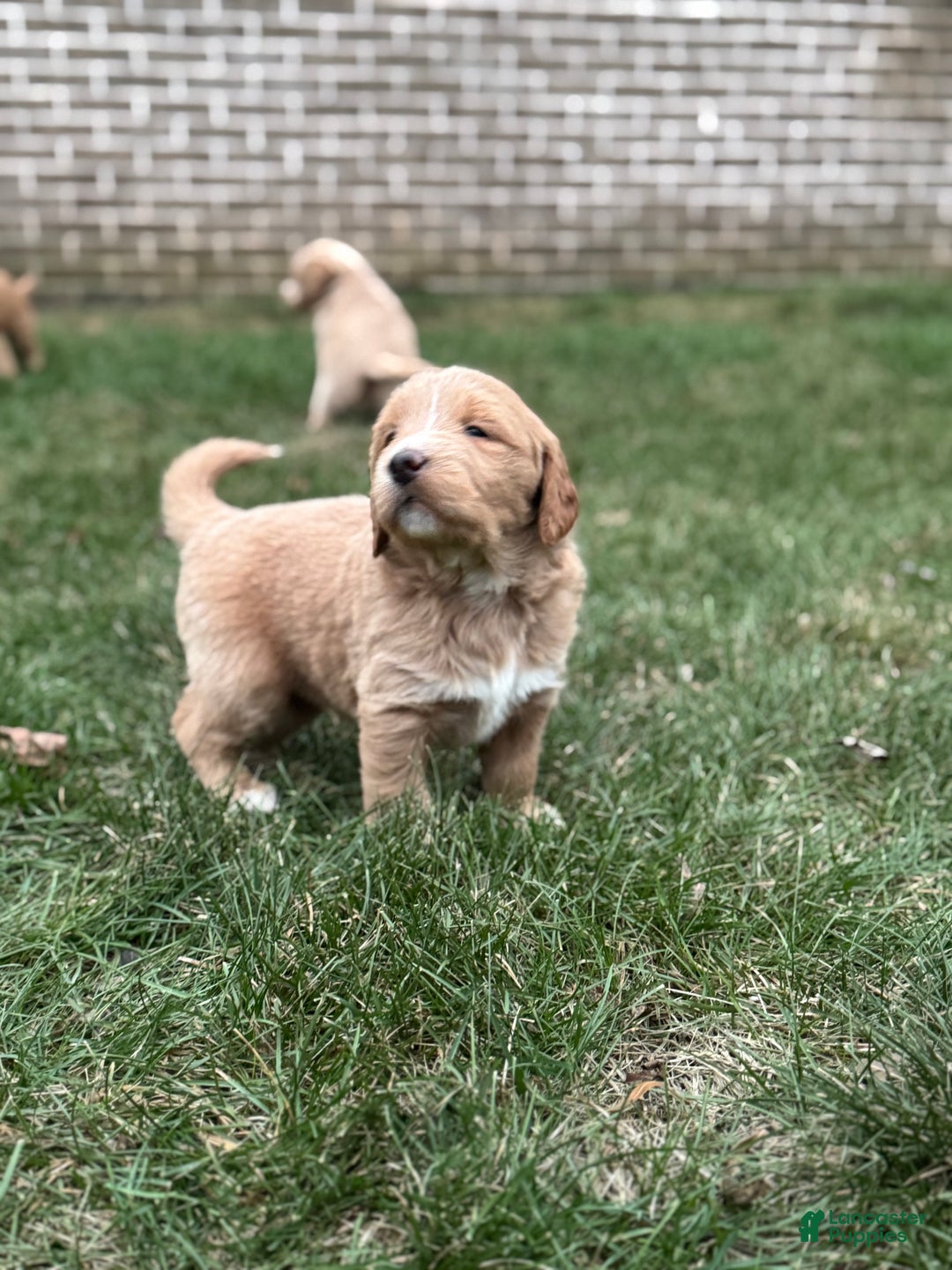 Mixed Breed dogs for sale: Mabel - Ad 1