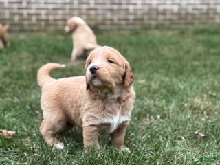 Mixed Breed dogs Mabel - Ad 18