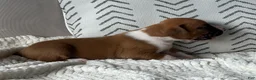 Boxer dogs for sale: Charlie - Ad 8