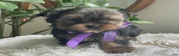 Yorkshire Terrier dogs for sale: Tucker - Ad 24