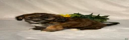 Mixed Breed dogs for sale: Bryce - Ad 5