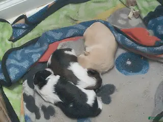 Shih Tzu dogs Shih Tzu Puppy 1 - Ad 15