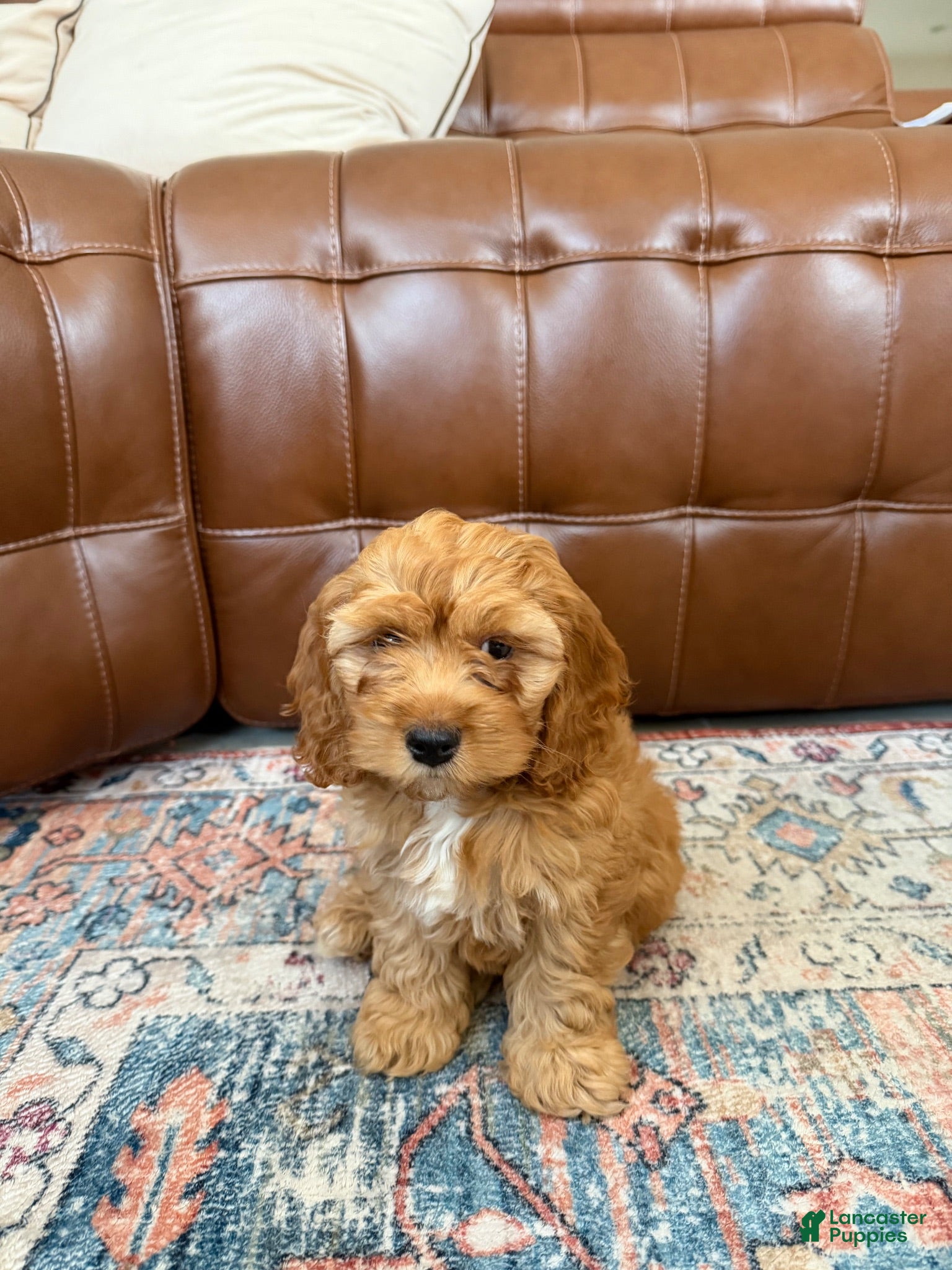 Cockapoo dogs Cockapoo 1 - Ad 1