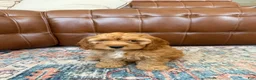 Cockapoo dogs for sale: Cockapoo 1 - Ad 1