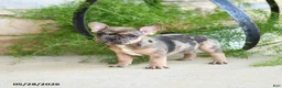 French Bulldog dogs for sale: Sprinkles - Ad 3