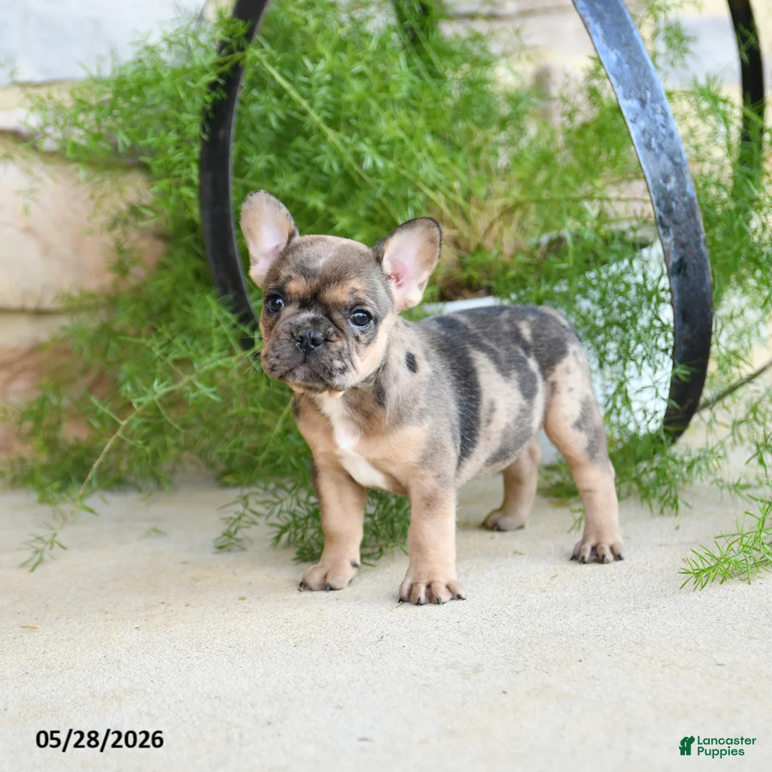 French Bulldog dogs for sale: Sprinkles - Ad 3