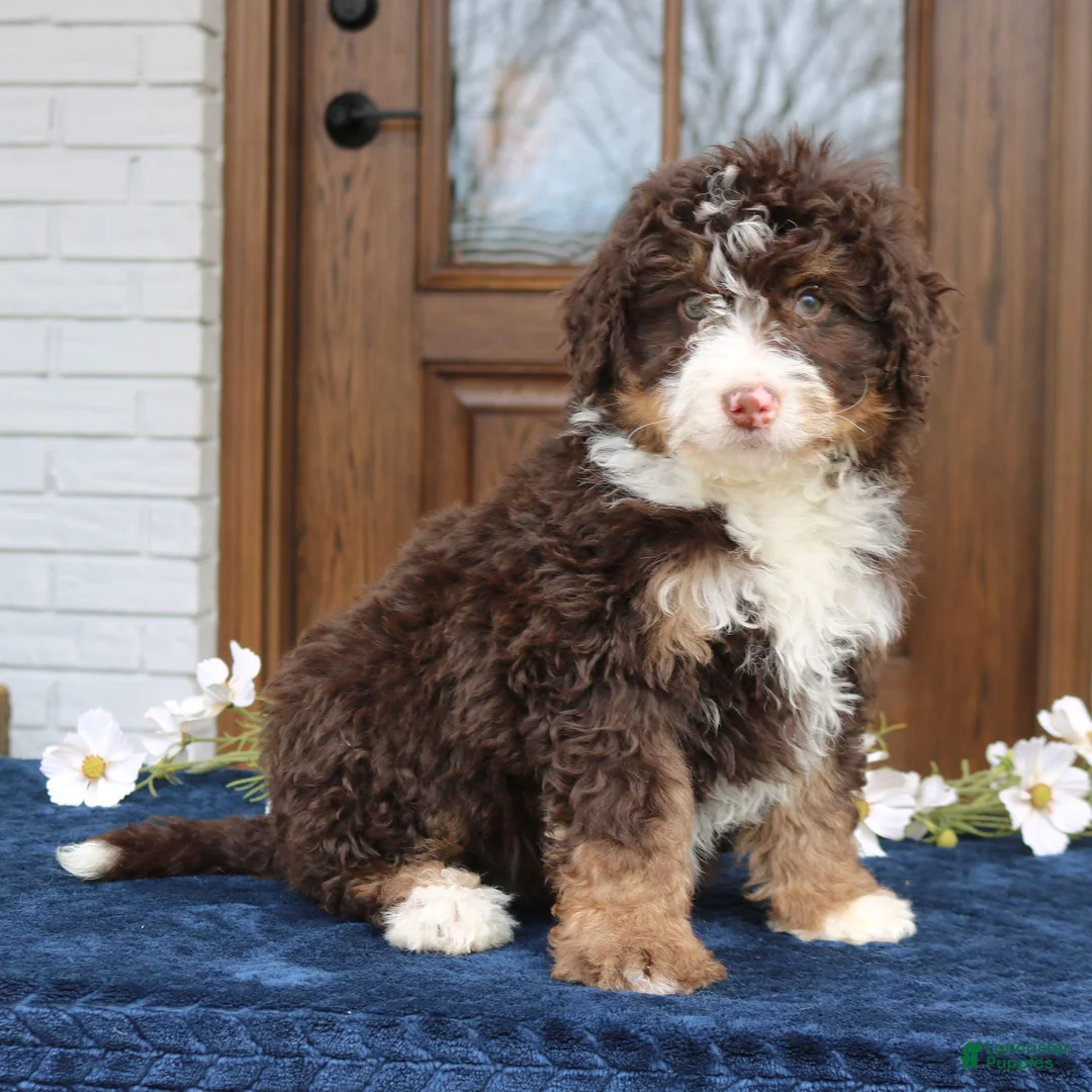 Mini Bernedoodle dogs for sale: Wesley  - Ad 1