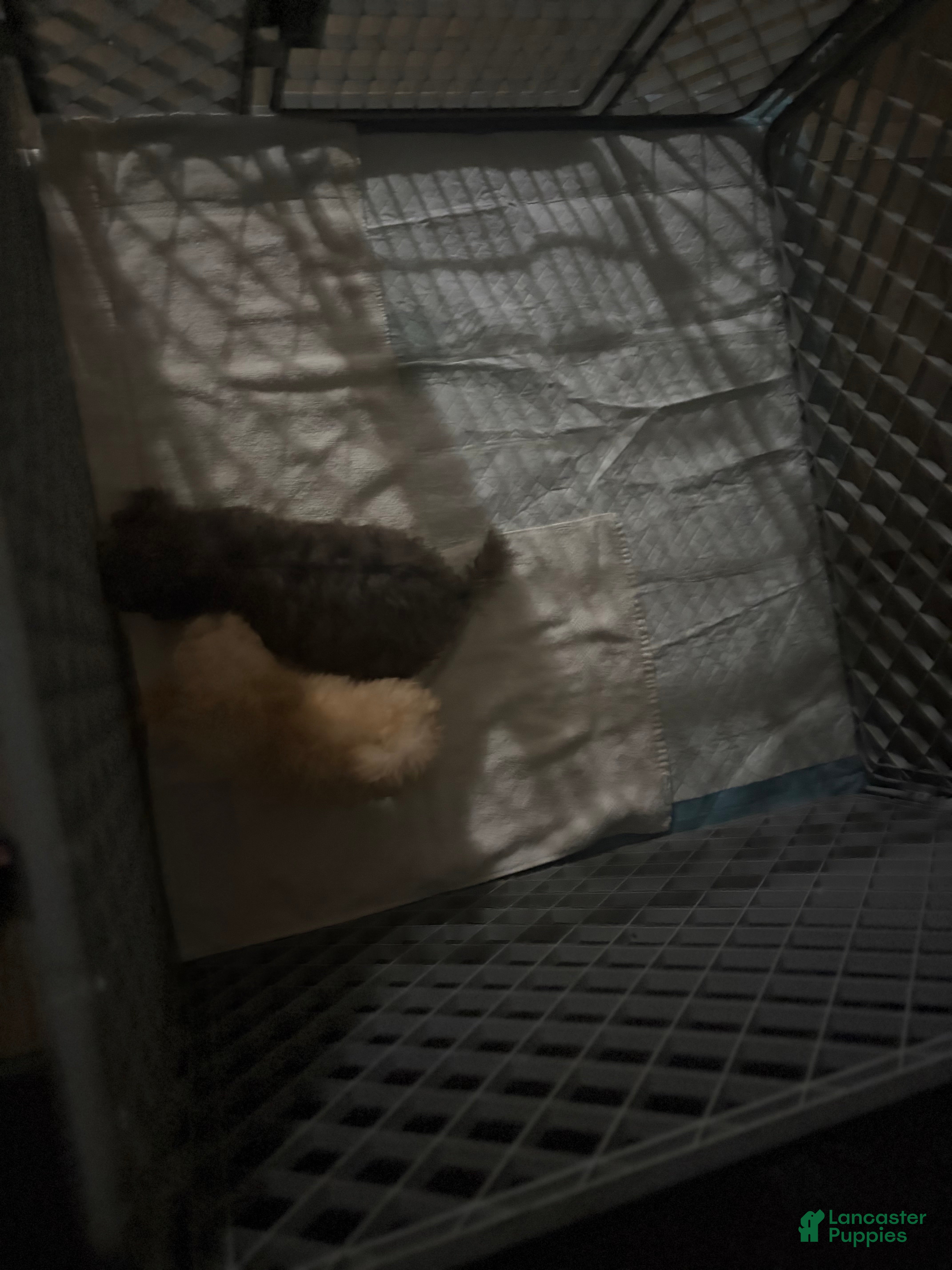 Toy Poodle dogs Toy Poodle 2 - Ad 2