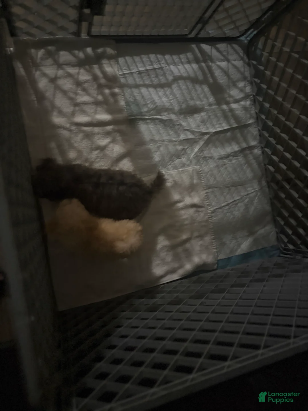 Toy Poodle dogs for sale: Toy Poodle 2 - Ad 2