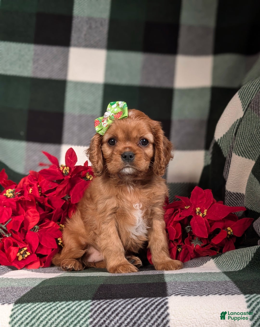 Cavalier King Charles Spaniel dogs for sale: Bridgett - Ad 5