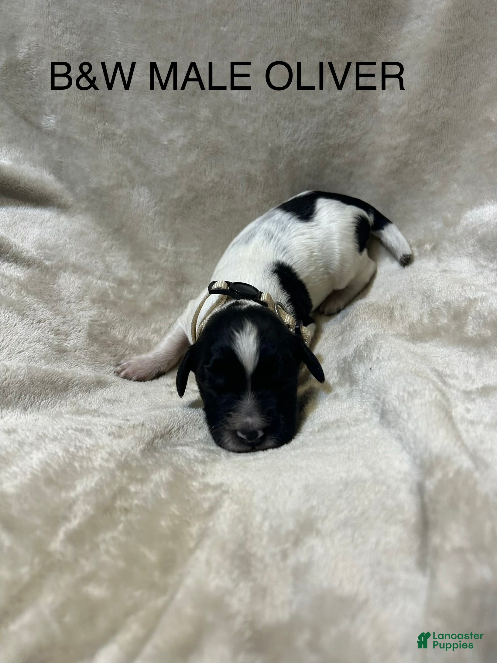 English Springer Spaniel dogs English Springer Spaniel 5 - Ad 1
