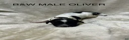 English Springer Spaniel dogs for sale: English Springer Spaniel 5 - Ad 1