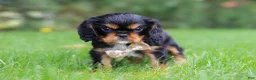 Cavalier King Charles Spaniel dogs for sale: Bentley - Ad 5