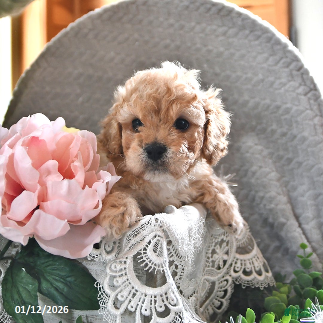 Cavachon dogs for sale: Max - Ad 3
