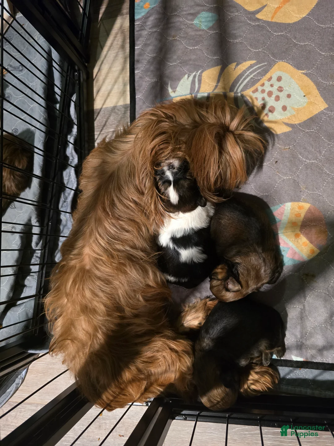 Shih Tzu dogs for sale: Willie - Ad 3