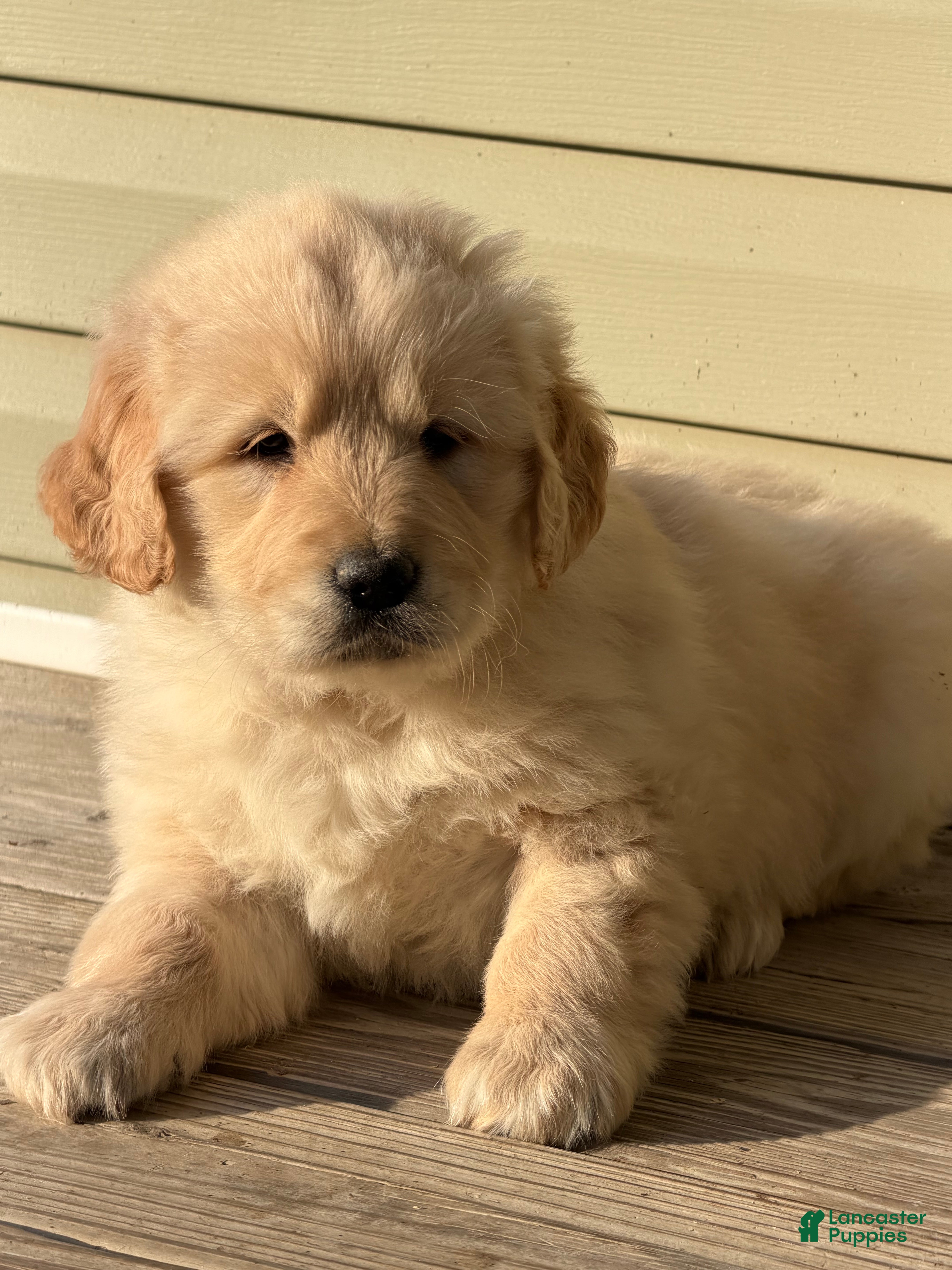 Golden Retriever dogs Eleven - Ad 37