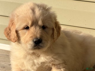 Golden Retriever dogs Eleven - Ad 26