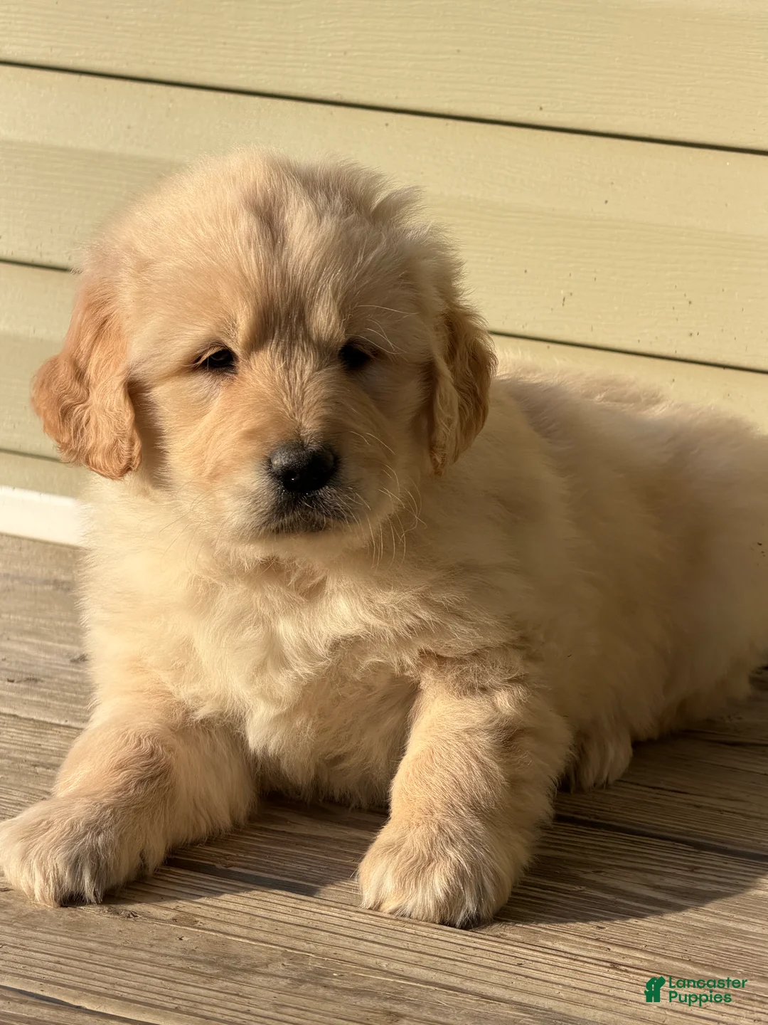 Golden Retriever dogs for sale: Eleven - Ad 1