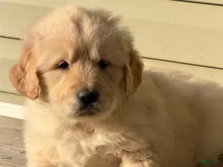 Golden Retriever dogs Eleven - Ad 38