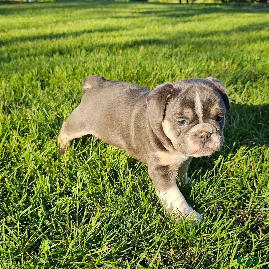 Mixed Breed dogs for sale: Mini Bulldog Blue - Ad 2