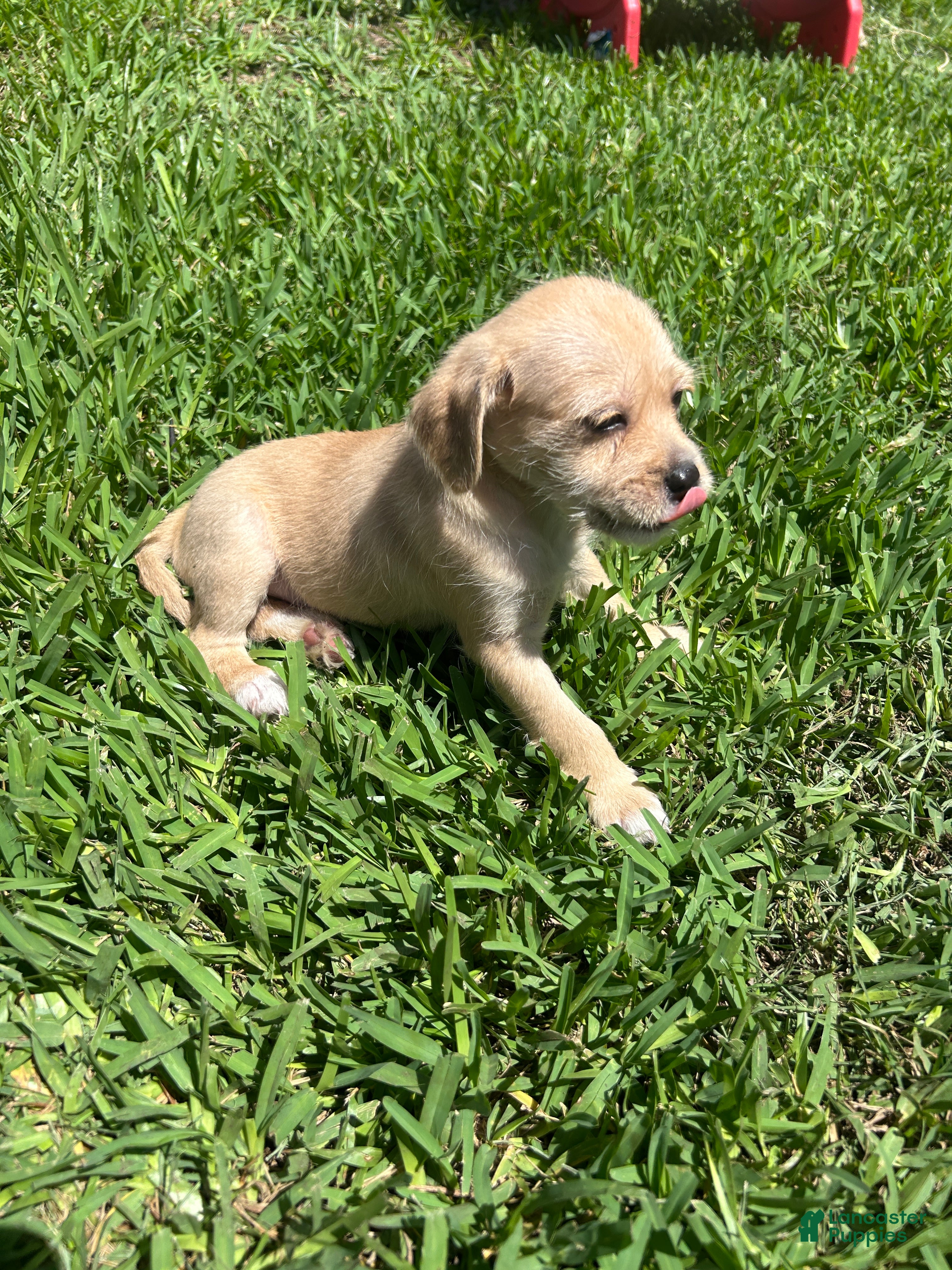 Mixed Breed dogs Mixed Breed Puppy 2 - Ad 1