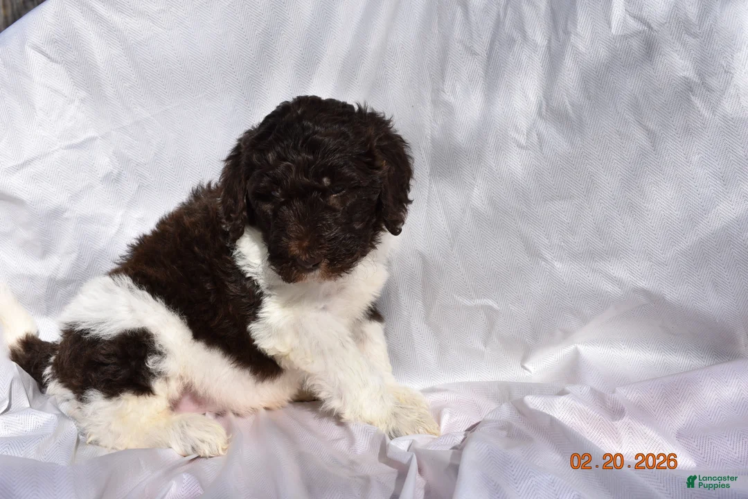 Newfypoo dogs for sale: Green - Ad 2