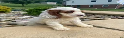 Cockapoo dogs for sale: Chase - Ad 6