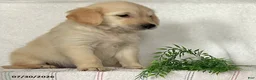 Golden Retriever dogs for sale: Bella - Ad 4