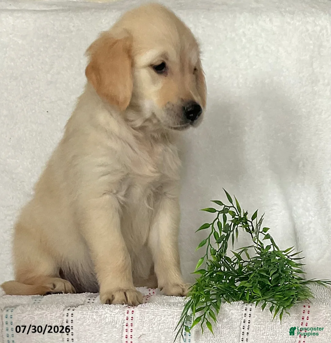 Golden Retriever dogs for sale: Bella - Ad 4
