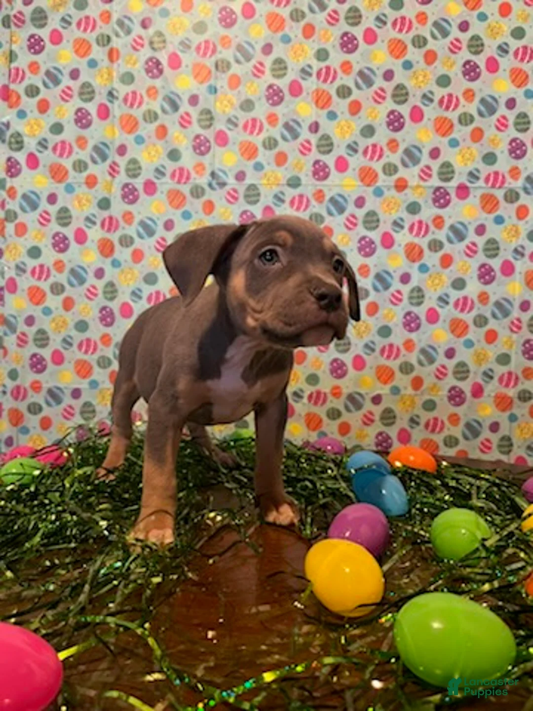 American Bully dogs for sale: American Bully Puppy 5 - Ad 1