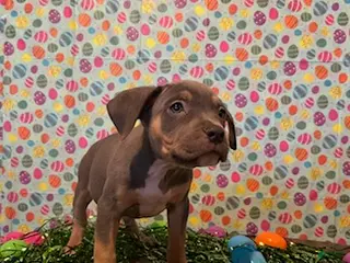 American Bully dogs American Bully Puppy 5 - Ad 40