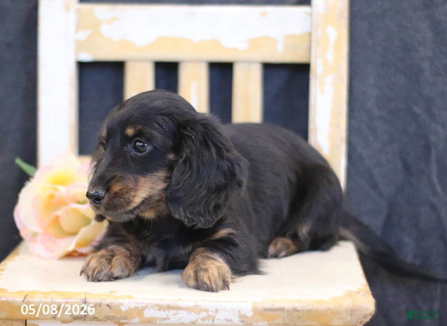 Miniature Dachshund dogs Violet - Ad 2
