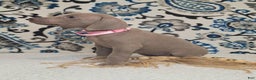Weimaraner dogs for sale: Diamond - Ad 15