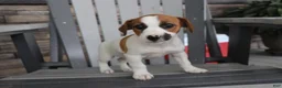 Jack Russell Terrier dogs for sale: Patty - Ad 3