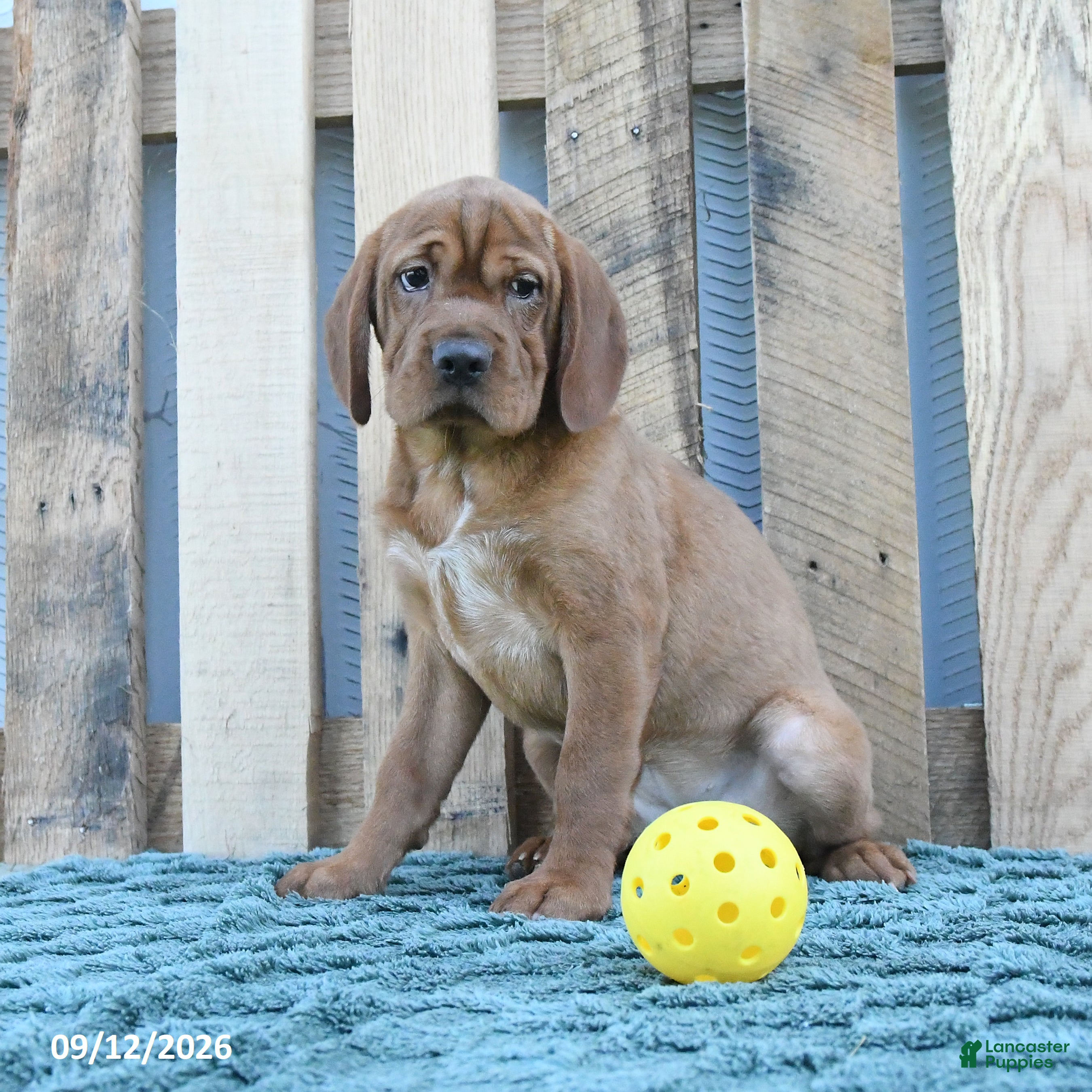 Mini Hippo dogs Missie - Ad 2