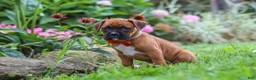 Boxer dogs for sale: Rascal - Ad 6