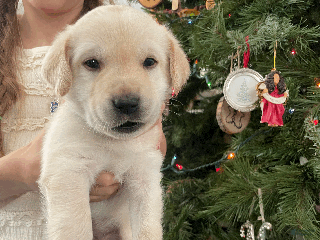 Labrador Retriever dogs Haystack- Orange collar - Ad 2