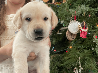 Labrador Retriever dogs Haystack- Orange collar - Ad 17